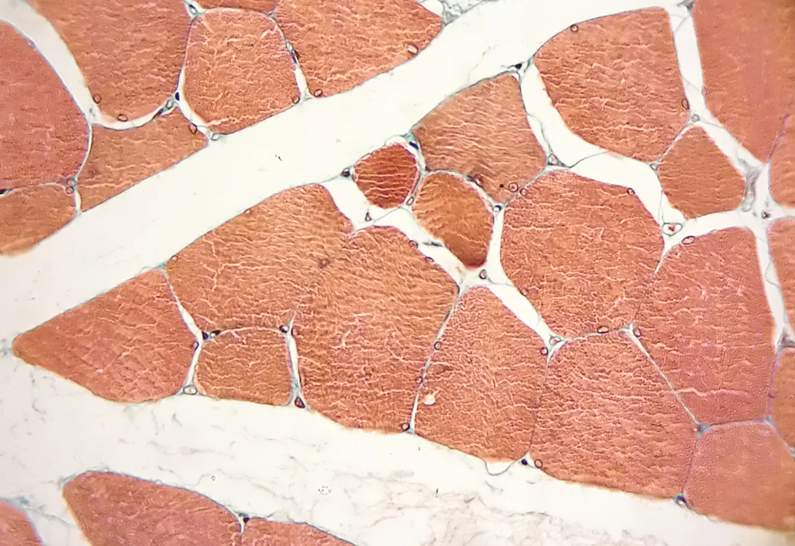 LASSS muscle repair research focused on aging skeletal muscle in a biology lab