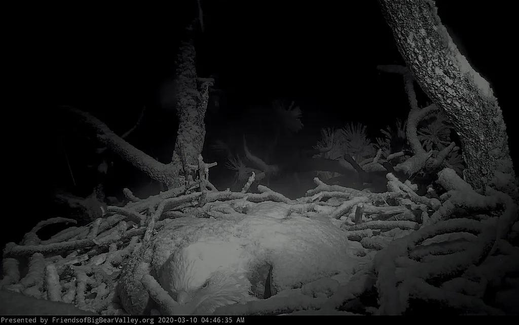 Jackie the bald eagle in her California nest, focus on the eagle’s face