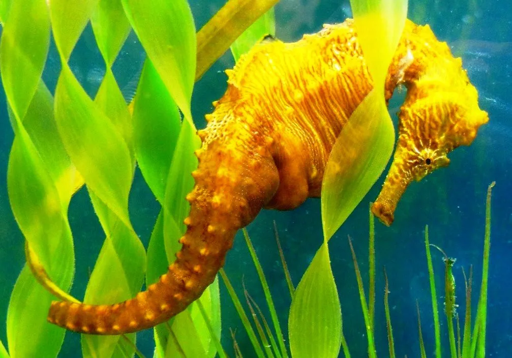 Snorkeller observing a seahorse carefully to avoid seahorse disturbance