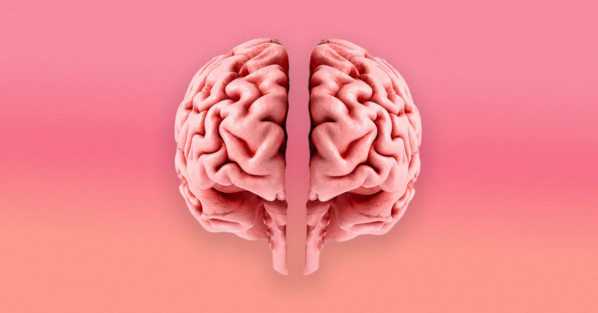 brain two separate organs