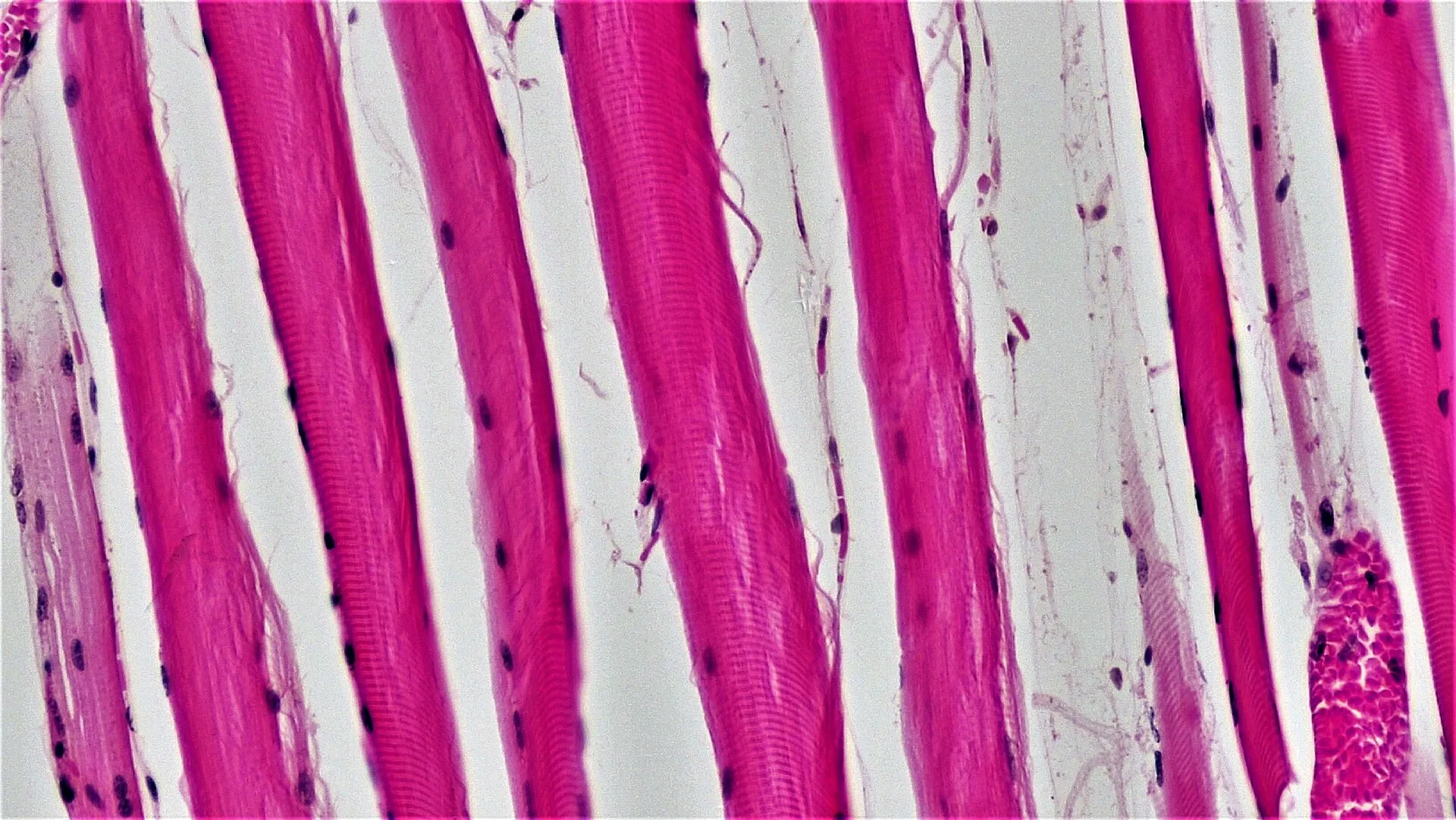 LASSS muscle repair experiments measuring HGF receptor binding in a lab